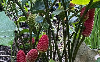 shampoo ginger plants