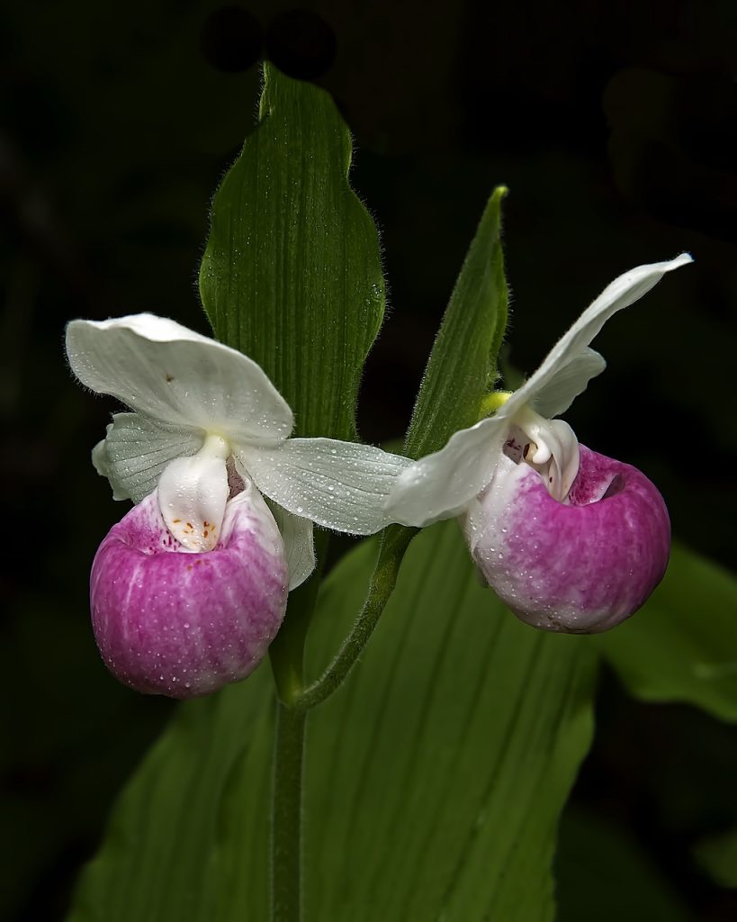 showy orchid