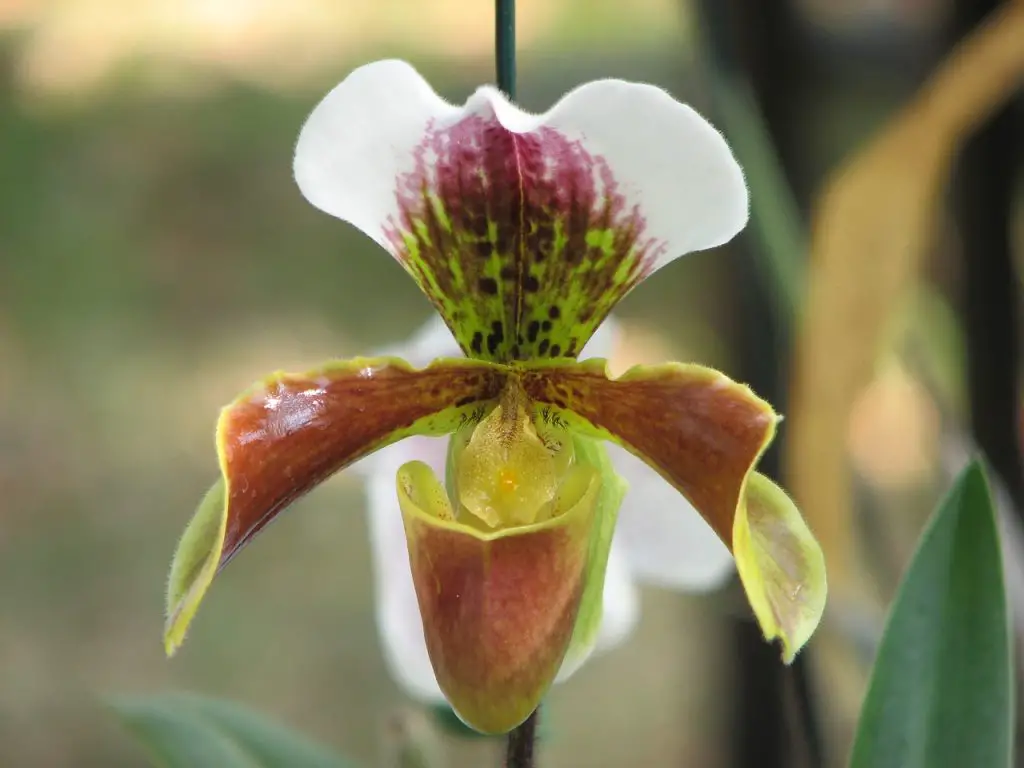 Slipper Orchid