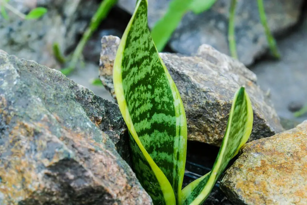 Snake Plant