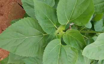 sunflower leaves