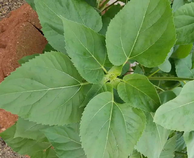 What Kind Of Leaves Do Sunflowers Have? – Amaze Vege Garden