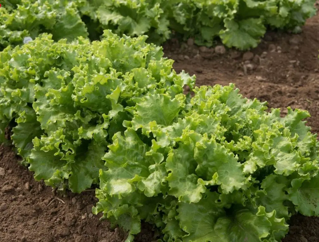 Tango Lettuce