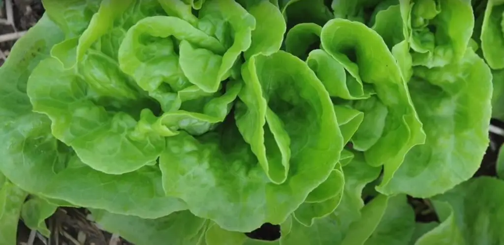 tom thumb lettuce