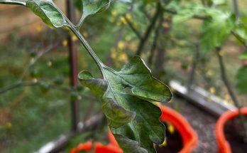 tomatoes leaves curling