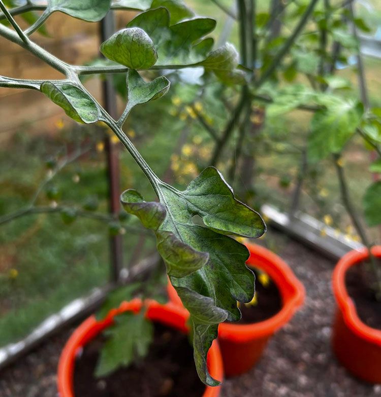 tomatoes leaves curling