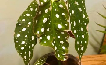 Begonia Leaves Curling