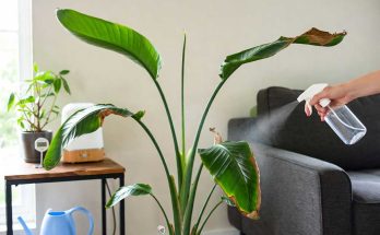 Bird Of Paradise Leaves Curling
