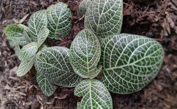 Fittonia (Nerve Plant)