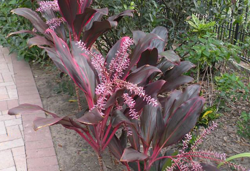 Hawaii Ti Plants
