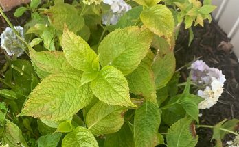 Hydrangea Leaves Turning Yellow