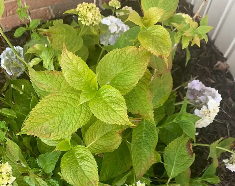 Why My Hydrangea Leaves Turning Yellow Amaze Vege Garden