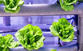 hydroponic lettuce