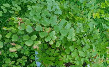 Maidenhair Fern