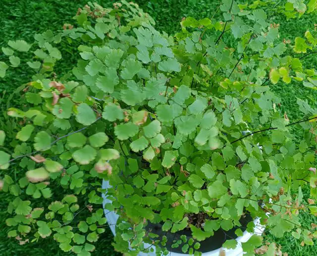 Maidenhair Fern Care Guide Amaze Vege Garden