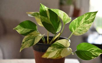 Manjula Pothos Plant