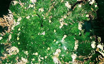 Rose of Jericho