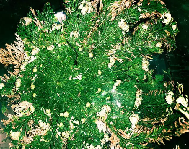 Rose of Jericho Everything You Want to Know About Amaze Vege Garden
