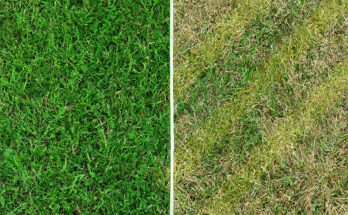 bermuda grass vs crabgrass