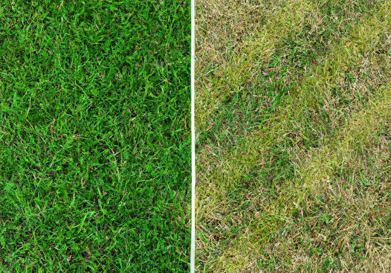 bermuda grass vs crabgrass