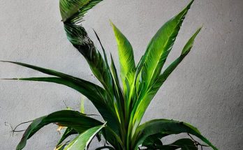 bird of paradise leaves curling