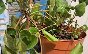 chinese money plant leaves curling