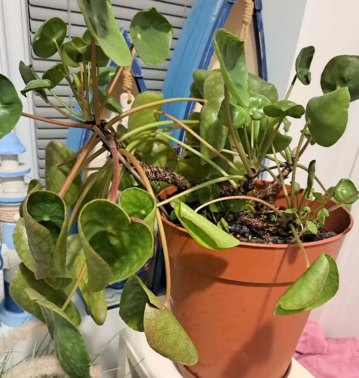 chinese money plant leaves curling