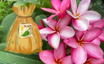 fertilizers for plumeria