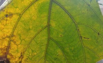 fiddle leaf fig leaves turning yellow