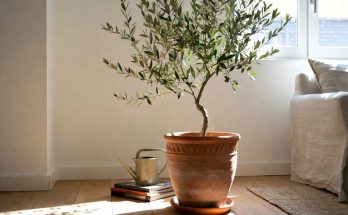 grow olive tree indoor
