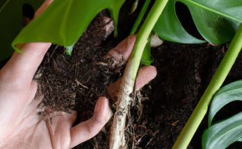 ideal soil for monstera