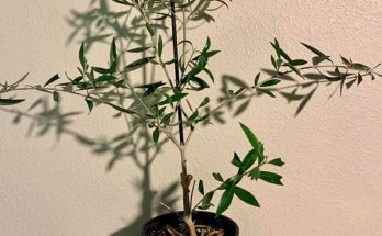 indoor olive tree