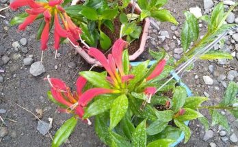 lipstick plants