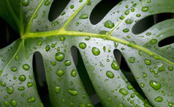 monstera misting