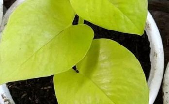 neon pothos