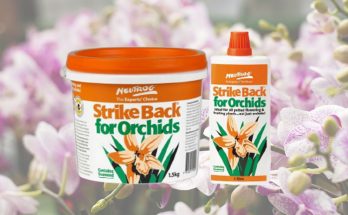 orchid fertilizer