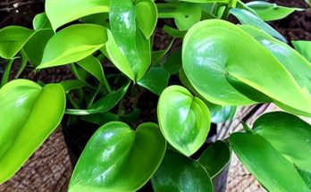 overwater pothos plant