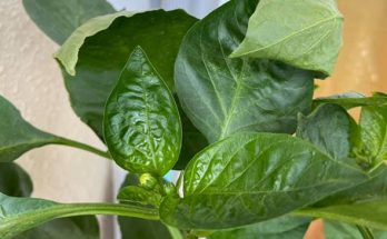 pepper plant leaves curling