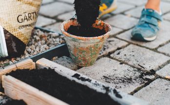 potting soil