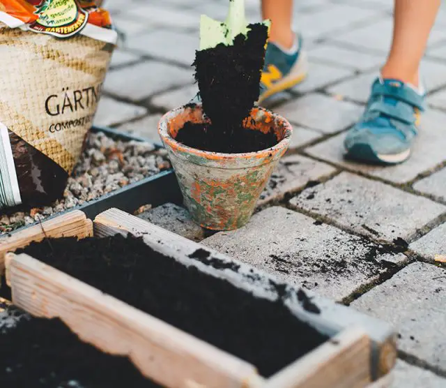 Choosing Right Pothos Soil For Your Plant Amaze Vege Garden