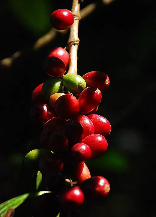 red coffee beans
