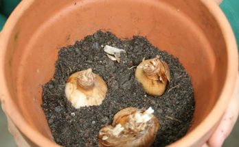 daffodils bulbs in pot