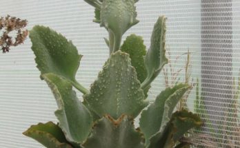 Kalanchoe beharensis