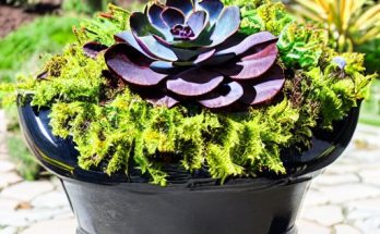 black rose succulents