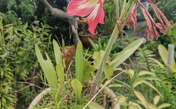 pink daffodils flower