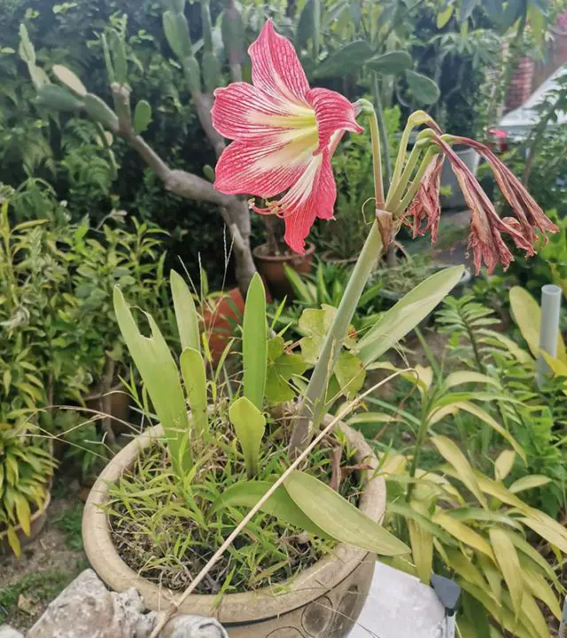 What To Do With Daffodils After Flowering Amaze Vege Garden