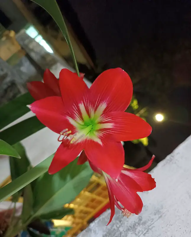 red daffodils flower