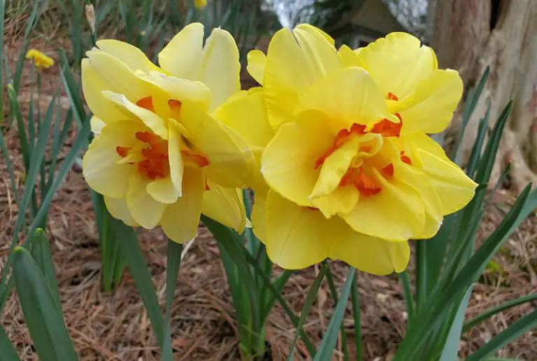 Do Daffodils Spread By It Own? Amaze Vege Garden