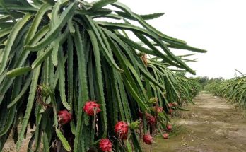 dragon fruit red color