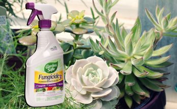 fungicide for succulents